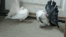 20170924_150507(0)