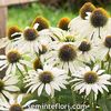 Seminte flori Echinacea alba