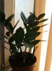 zamioculcas