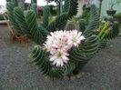 Cereus validus spiralis