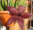 Stapelia grandiflora