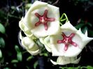HOYA ARCHBOLDIANA WHITE