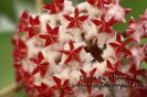HOYA ERYTHROSTEMMA MERMAID 1551 TAGS 1
