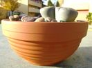 Lithops