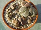 Lithops