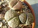 Lithops