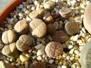 Lithops