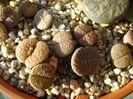 Lithops