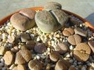 Lithops