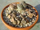 Lithops