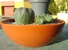 Faucaria tuberculosa & Euphorbia obesa