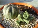 Faucaria tuberculosa & Euphorbia obesa