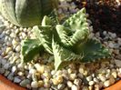 Faucaria tuberculosa