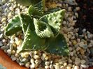 Faucaria tuberculosa