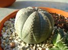 Euphorbia obesa