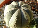 Euphorbia obesa
