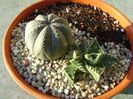 Faucaria tuberculosa & Euphorbia obesa