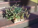 Sedum palmeri & Aloe aristata