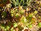 Sedum palmeri & Aloe aristata