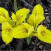 bulbi-iris-danfordiae-0E-150x150