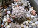 Mammillaria hernandezii