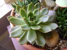 Echeveria agavoides