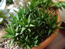 Haworthia viscosa