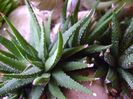 Haworthia attenuata