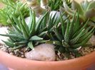 Haworthia attenuata