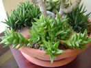 Aloe juvenna