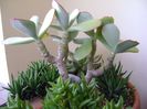 Crassula arborescens