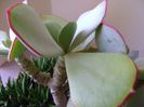 Crassula arborescens