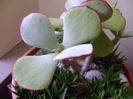 Crassula arborescens
