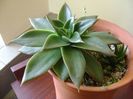 Echeveria rubella
