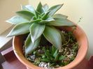 Senecio rowleyanus & Haworthia viscosa