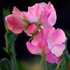 Seminte flori Mazariche Parfumata Roz