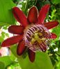 Passiflora_alata