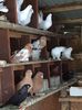 IMG-20171109-WA0041