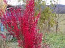 berberis Orange Rocket