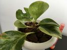 Peperomia variegata