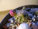 Mammillaria hernandezii
