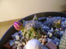 Mammillaria hernandezii