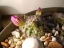 Mammillaria hernandezii