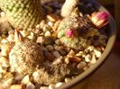 Mammillaria hernandezii