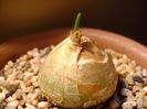 Bowiea volubilis, inceput de vegetatie