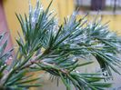 Cedrus deodara "feeling blue"