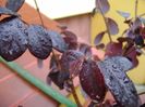 Loropetalum chinensis