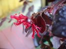 Loropetalum chinensis