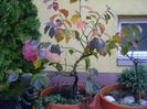 Parrotia persica