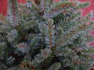 Picea abies Little Gem